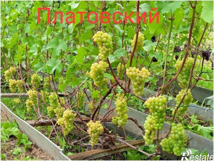 Земельный участок